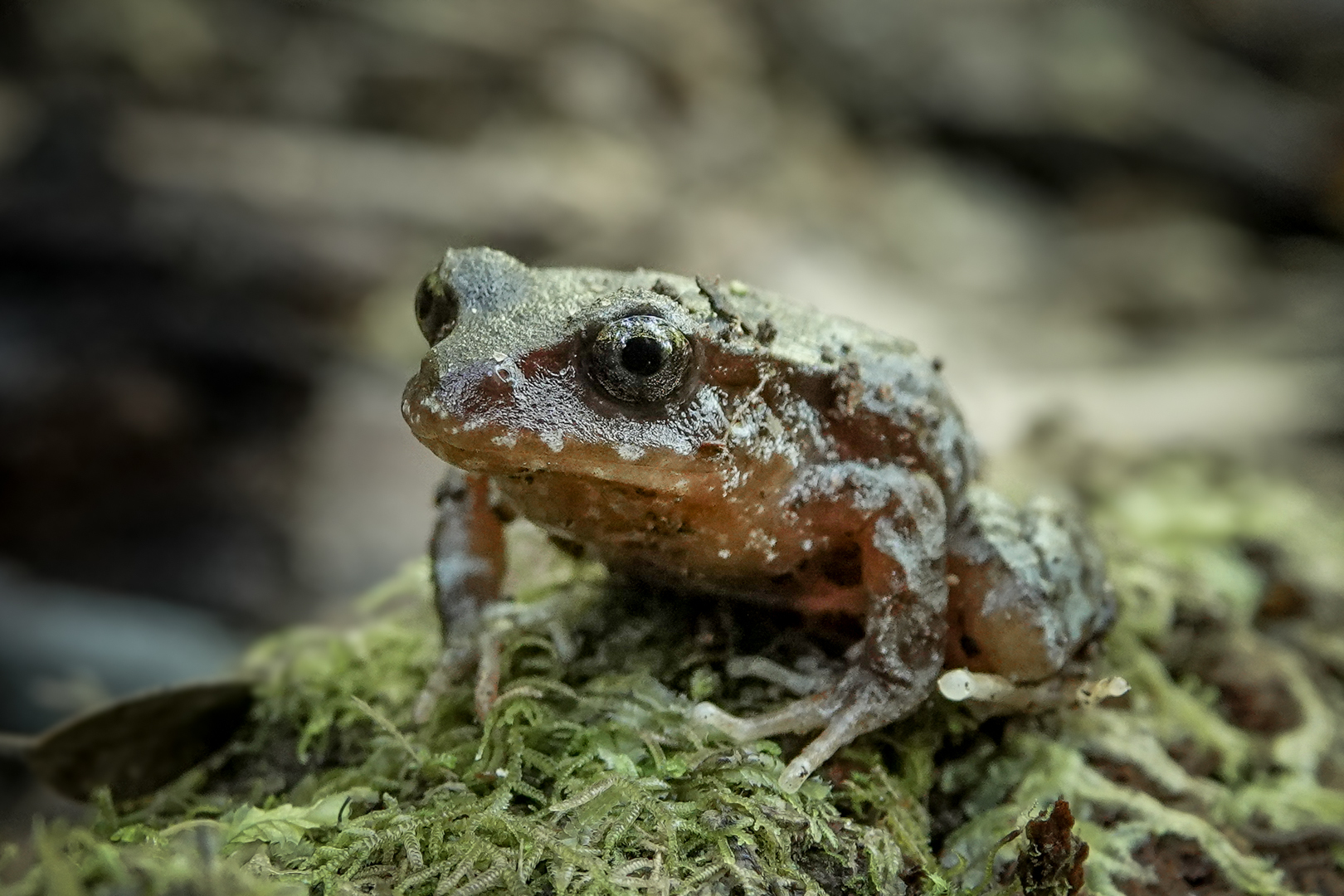 Eupsophus altor Nuñez, Rabanal & Formas, 2012