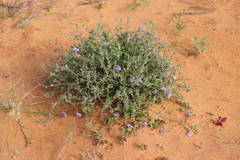 Scaevola parvibarbata