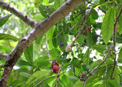 Anthracothorax viridis