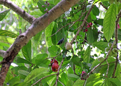 Anthracothorax viridis