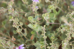 Scaevola parvibarbata