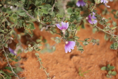 Scaevola parvibarbata