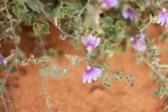 Scaevola parvibarbata