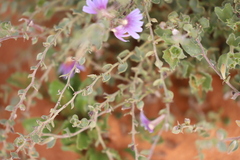 Scaevola parvibarbata