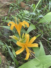 Lycoris aurea