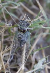 Diceroprocta vitripennis