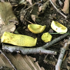 Retiboletus