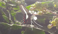 Parides proneus