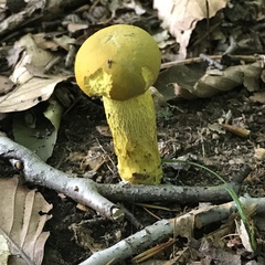 Retiboletus