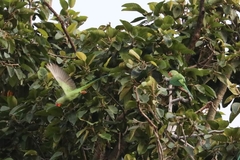 Psittacula eupatria