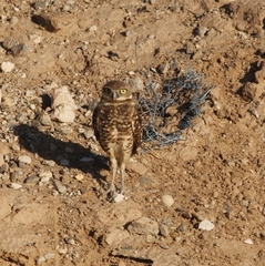 Athene cunicularia hypugaea