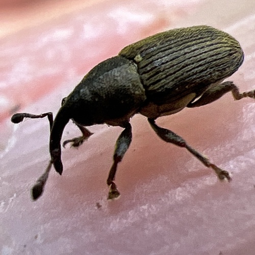 Daisy Flower Weevil