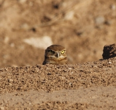 Athene cunicularia hypugaea