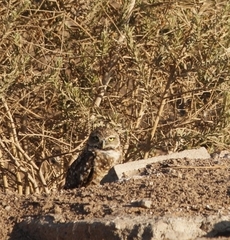 Athene cunicularia hypugaea