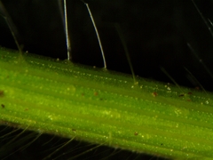 Dichanthelium xanthophysum