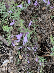 Hedeoma hyssopifolia
