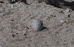 Onychoprion fuscatus