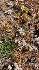 Psilocarphus elatior