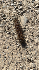 Hemileuca eglanterina