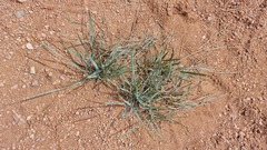 Leymus chinensis