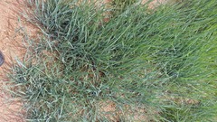 Leymus chinensis