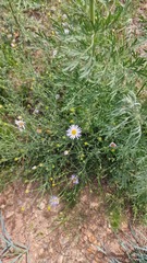 Aster hispidus