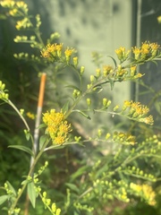 Solidago simulans