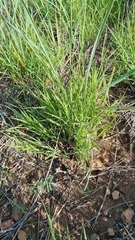 Cleistogenes squarrosa