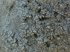 Lecanora gangaleoides