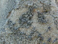 Lecanora gangaleoides