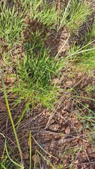 Cleistogenes squarrosa