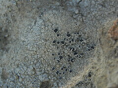 Lecanora gangaleoides