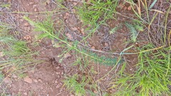 Haplophyllum dauricum