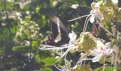 Parides proneus