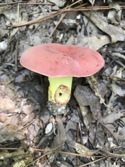 Boletus roodyi