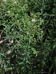 Erigeron