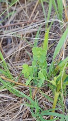 Thalictrum squarrosum