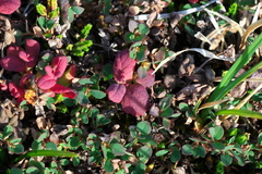 Exobasidium vaccinii-uliginosi