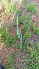 Leymus chinensis