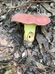 Boletus roodyi