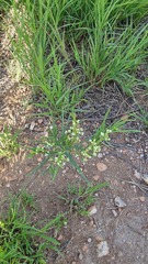 Vincetoxicum sibiricum