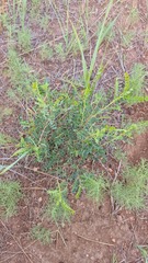 Caragana microphylla
