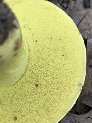 Boletus roodyi