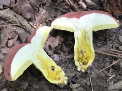 Boletus roodyi