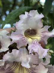 × chitalpa tashkentensis