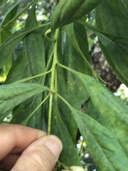 × chitalpa tashkentensis