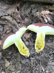 Boletus roodyi