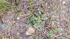 Sibbaldianthe bifurca