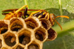 Mischocyttarus phthisicus