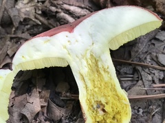 Boletus roodyi